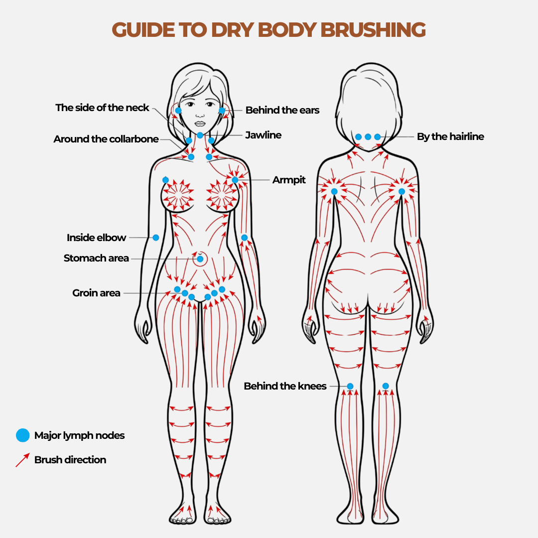 Lymphatic Contour Brush – Sculpt, Smooth & Revitalize Naturally