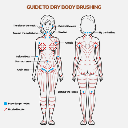 Lymphatic Contour Brush – Sculpt, Smooth & Revitalize Naturally